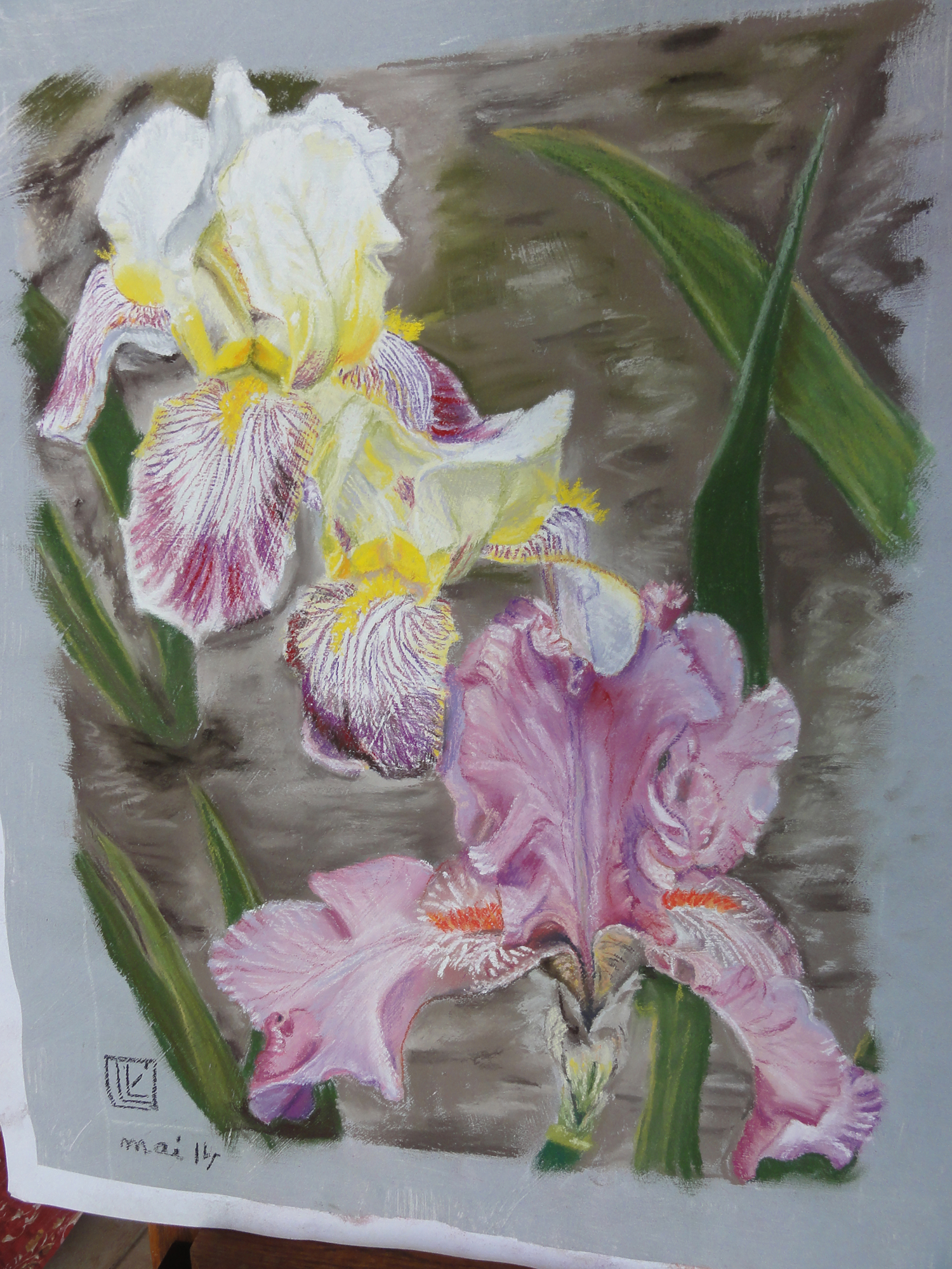 iris-jaunes-bicolores-copie